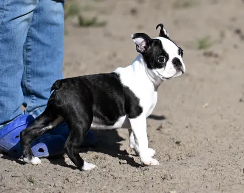 Piesek: Wesoły, dzielny i gotów na nowy dom 3