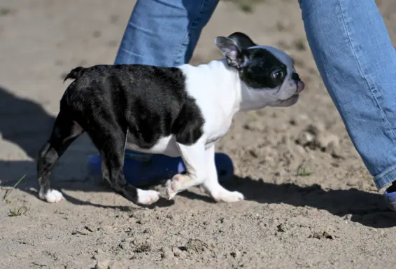 Piesek: Wesoły, dzielny i gotów na nowy dom 4