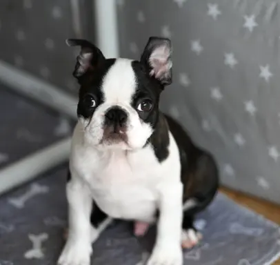 Piesek: Wesoły, dzielny i gotów na nowy dom 5