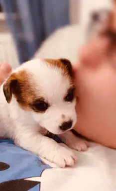 Jack Russell terrier - szczenięta z metrykami ZKwP 1