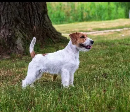 Jack Russell terrier - szczenięta z metrykami ZKwP 2