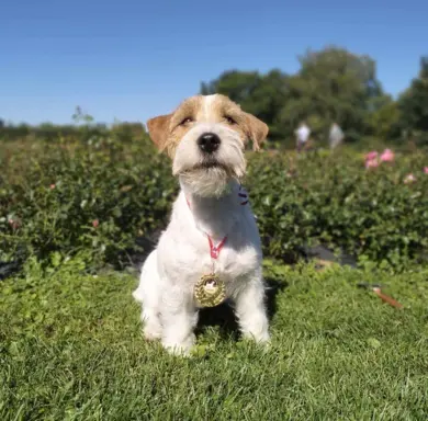 Jack Russell terrier - szczenięta z metrykami ZKwP 3
