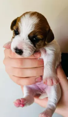 Jack Russell terrier - szczenięta z metrykami ZKwP 4