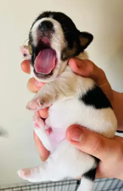 Jack Russell terrier - szczenięta z metrykami ZKwP 5