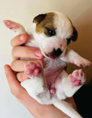 Jack Russell terrier - szczenięta z metrykami ZKwP 6