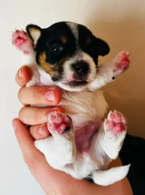 Jack Russell terrier - szczenięta z metrykami ZKwP 7