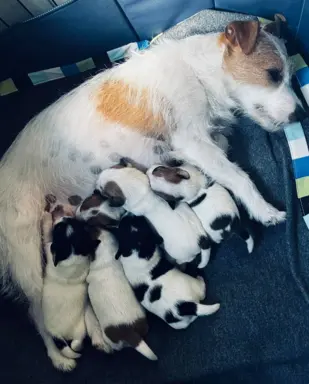 Jack Russell terrier - szczenięta z metrykami ZKwP 8