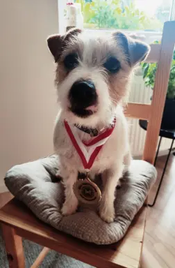 Jack Russell terrier - szczenięta z metrykami ZKwP 9