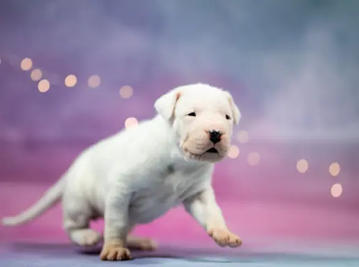 Szczenięta Dog Argentynski 2