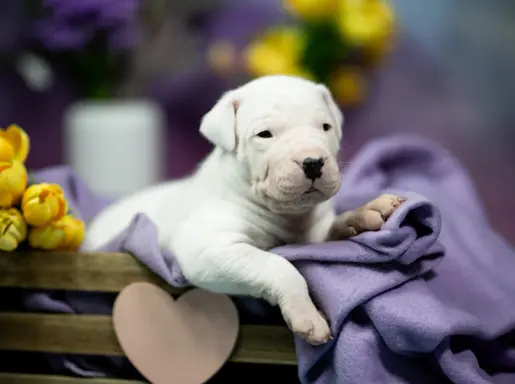 Szczenięta Dog Argentynski 3