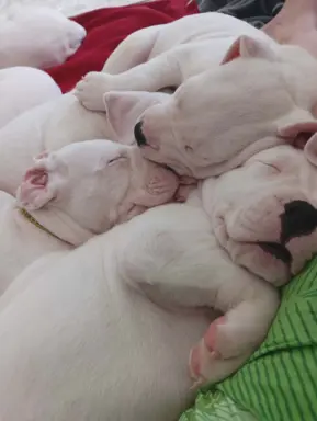 Szczenięta Dog Argentynski 5