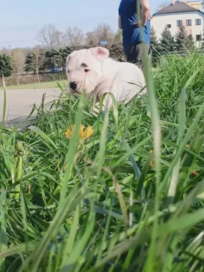 Szczenięta Dog Argentynski 6