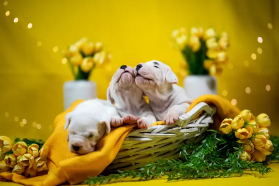 Szczenięta Dog Argentynski 1