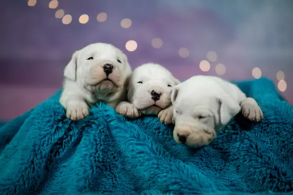 Szczenięta Dog Argentynski 4