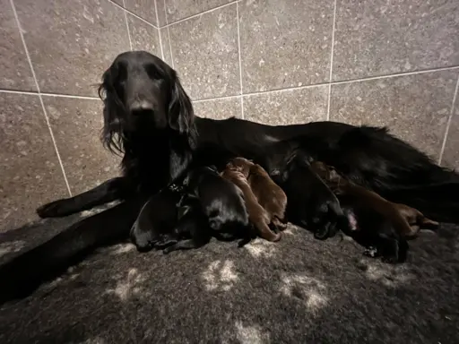 Flat Coated Retriever FCI 1