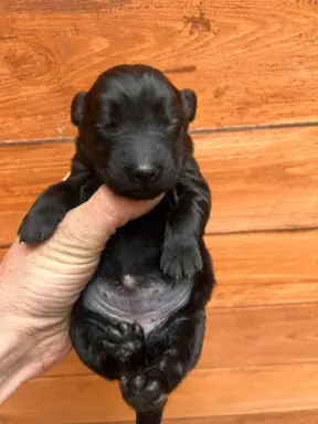 Flat Coated Retriever FCI 2