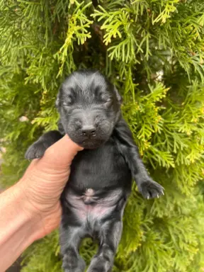 Flat Coated Retriever FCI 3