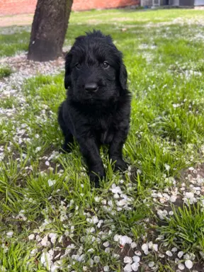 Flat Coated Retriever FCI 4