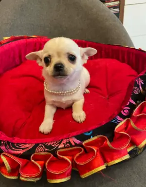 Chihuahua śliczny biały piesek 1