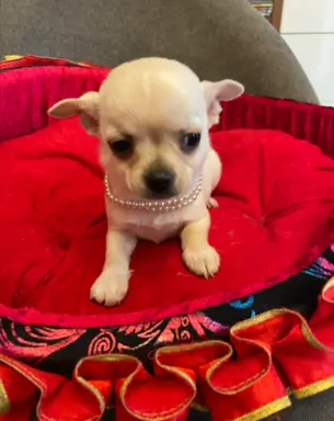 Chihuahua śliczny biały piesek 2