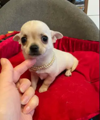 Chihuahua śliczny biały piesek 3