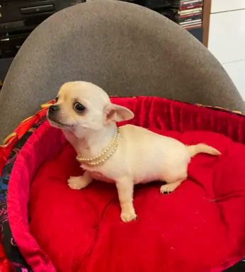 Chihuahua śliczny biały piesek 4