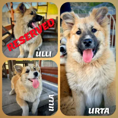 Islandzki szpic pasterski dostępny w Polsce! 1