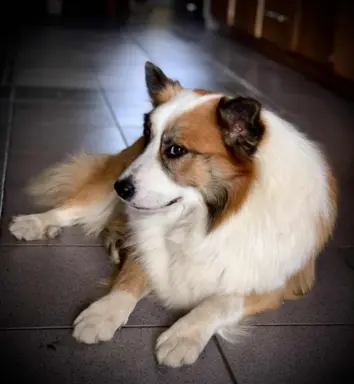 Islandzki szpic pasterski dostępny w Polsce! 2