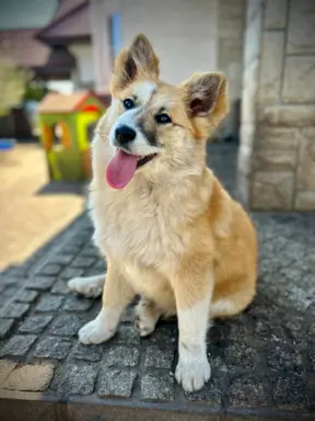 Islandzki szpic pasterski dostępny w Polsce! 3