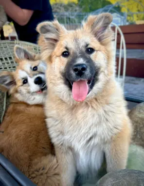 Islandzki szpic pasterski dostępny w Polsce! 4