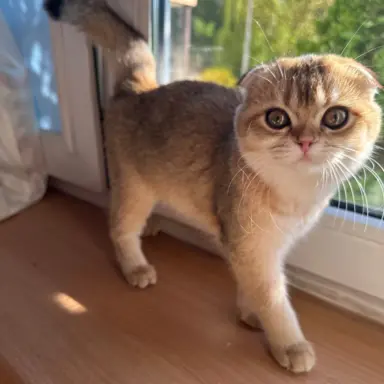 Kotecka zwisłoucha 2