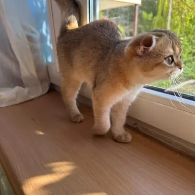 Kotecka zwisłoucha 3