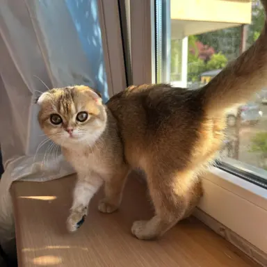 Kotecka zwisłoucha 1