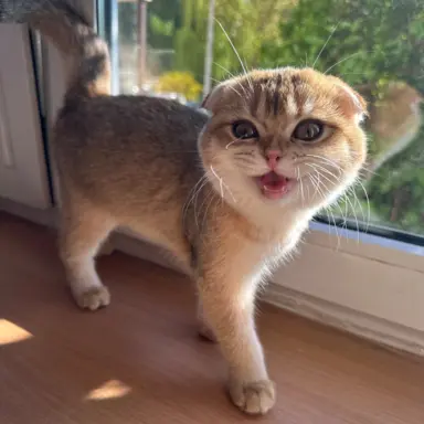 Kotecka zwisłoucha 4