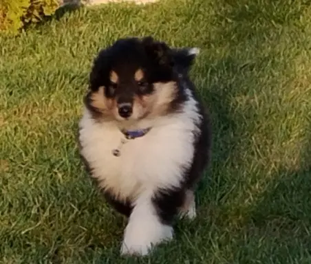 Owczarek szkocki collie długowłosy tricolor szczenięta 1