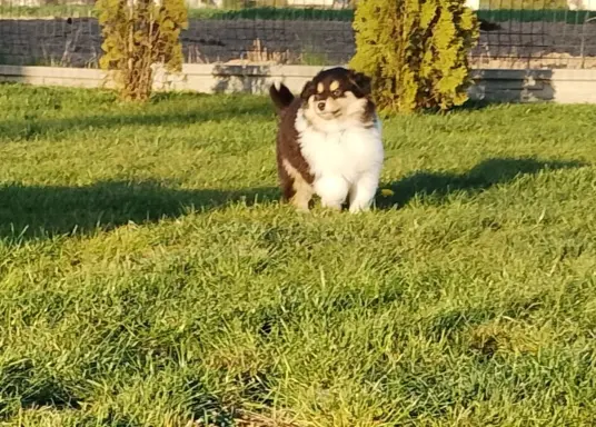 Owczarek szkocki collie długowłosy tricolor szczenięta 2