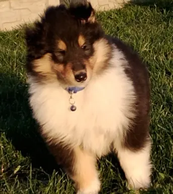 Owczarek szkocki collie długowłosy tricolor szczenięta 3