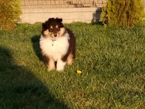 Owczarek szkocki collie długowłosy tricolor szczenięta 4