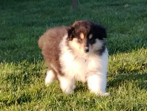 Owczarek szkocki collie długowłosy tricolor szczenięta 5