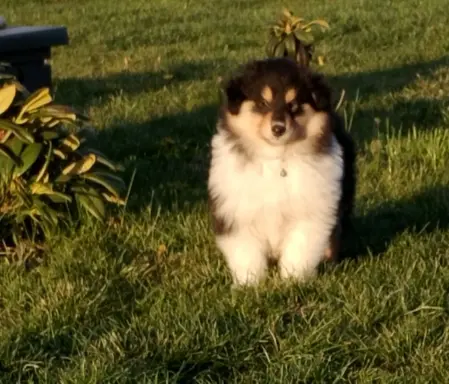 Owczarek szkocki collie długowłosy tricolor szczenięta 6