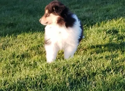 Owczarek szkocki collie długowłosy tricolor szczenięta 7