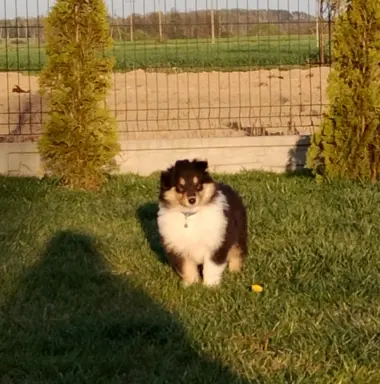 Owczarek szkocki collie długowłosy tricolor szczenięta 8