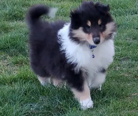 Owczarek szkocki collie długowłosy tricolor szczenięta 9