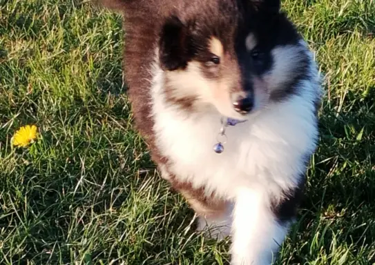 Owczarek szkocki collie długowłosy tricolor szczenięta 10