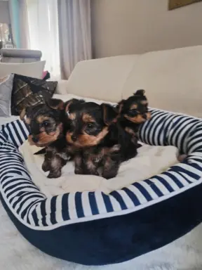 York terrier suczka 1