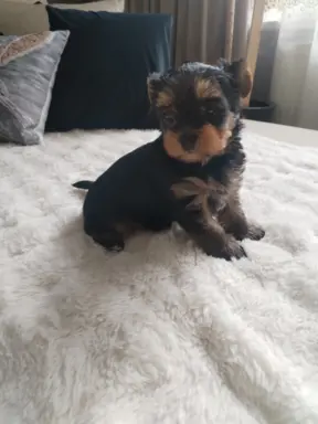 York terrier suczka 3