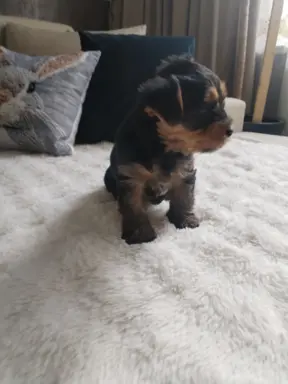 York terrier suczka 4