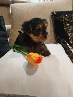 York terrier suczka 5