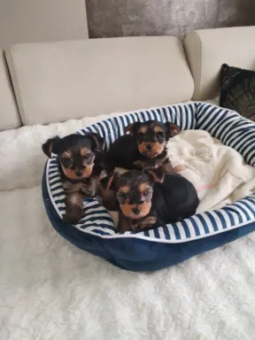 York terrier suczka 2