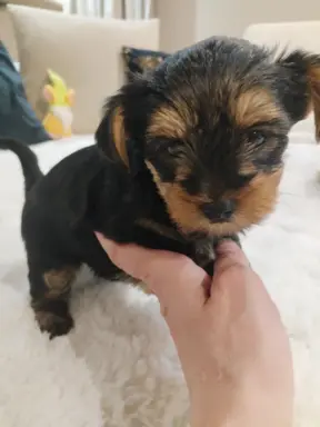 York terrier suczka 6